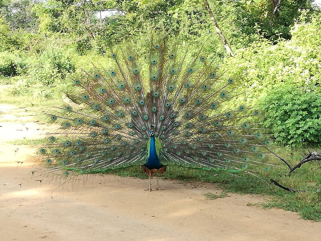 Induwara Safari Resort Udawalawe Εξωτερικό φωτογραφία