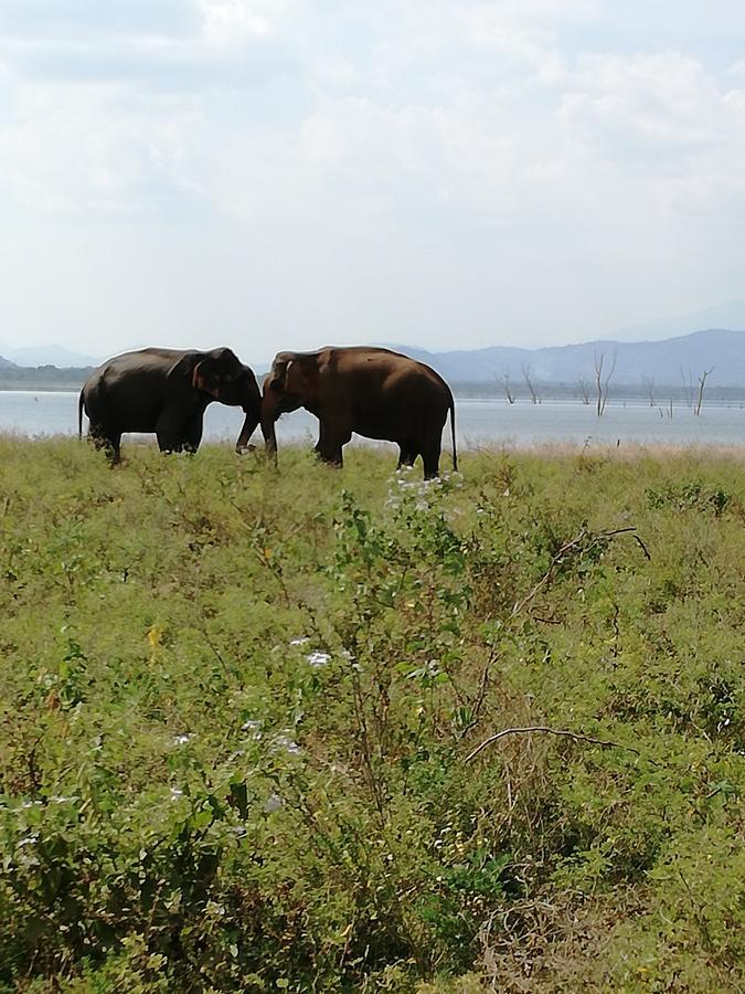 Induwara Safari Resort Udawalawe Εξωτερικό φωτογραφία